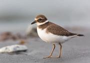 Sandegenpfeifer - Ringet Plover  (Charadriidae)